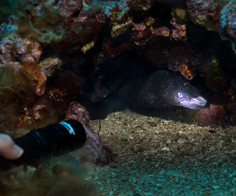 Orca Torch D580